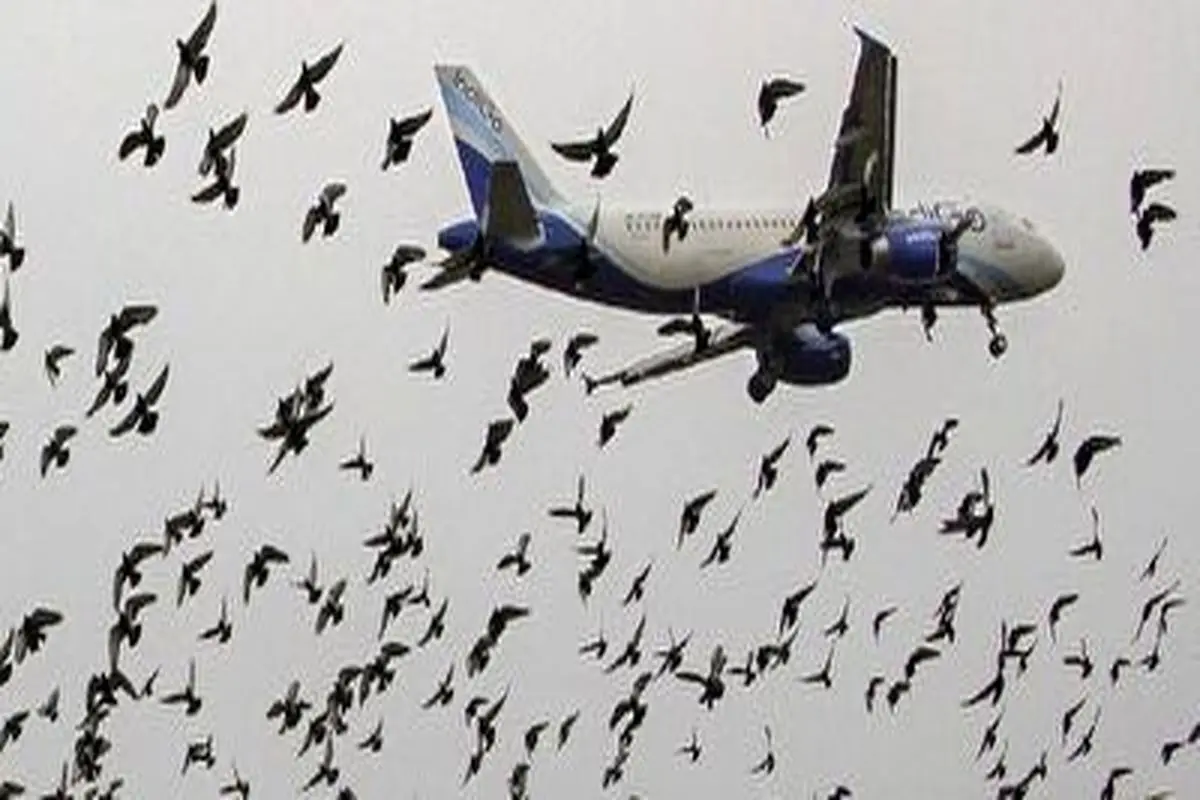 لحظات دلهره آور مسافران پس از برخورد پرندگان به هواپیما+ فیلم