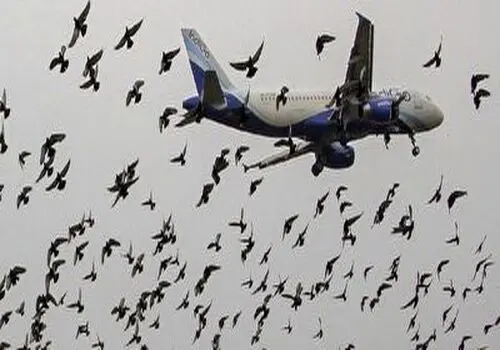 حضور گراز در فرودگاه مسافران هواپیما را شوکه کرد+ فیلم