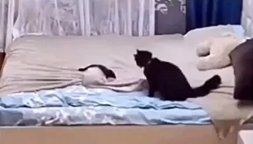 ویدئویی باورنکردنی از کتک زدن بچه گربه توسط مادرش به خاطر بهم زدن تختخواب!+ فیلم