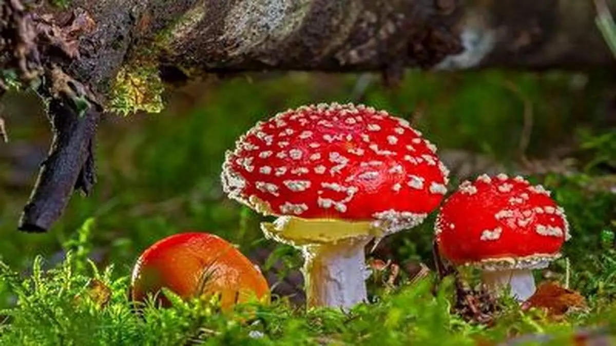 دنیای زیبای قارچها به روایت یک فیلم