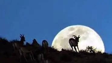 ‏تصاویری زیبا و دیدنی از ترکیب ماه و قوچ و میش ها در ارتفاعات هیرکانی+ فیلم