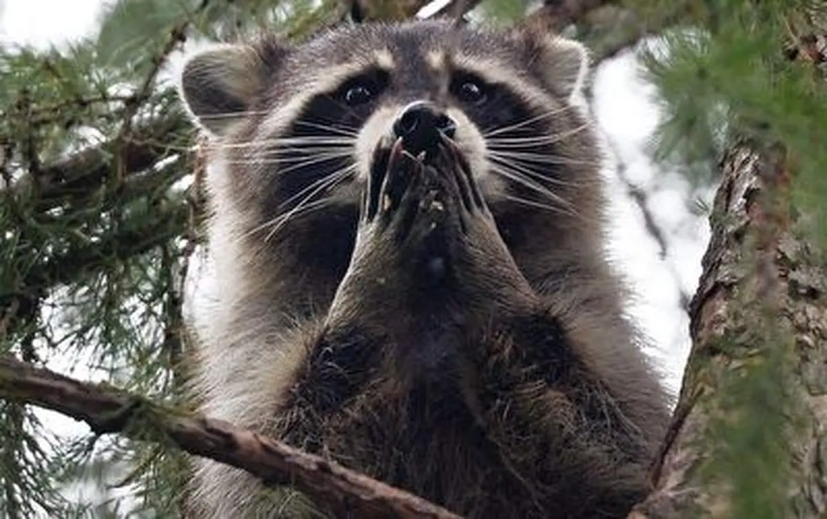 پشمکی که از دستان این راکون وسواسی غیب شد+ فیلم