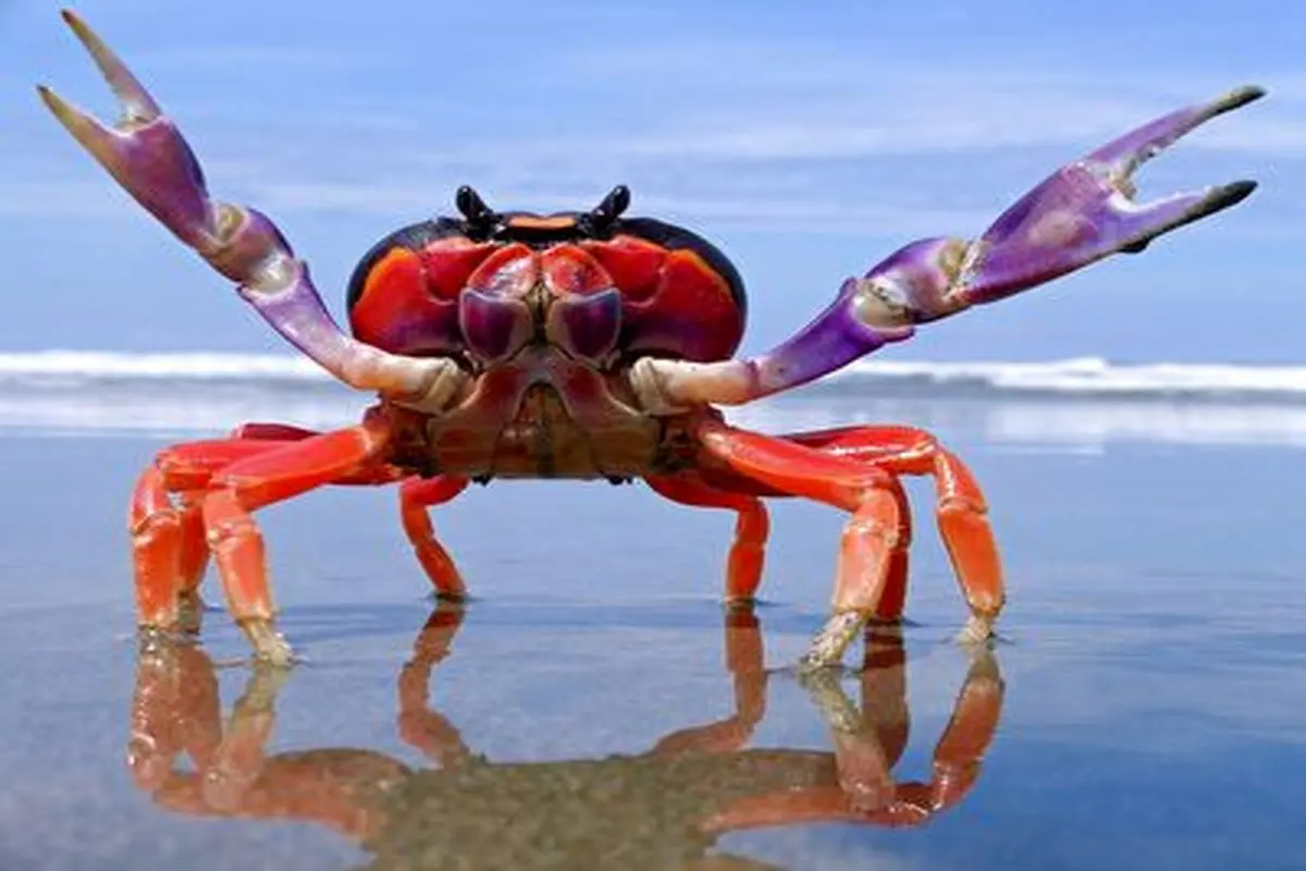 حرکت جالب و عجیب این خرچنگ برای پاک کردن شن ها از چشمش+ فیلم