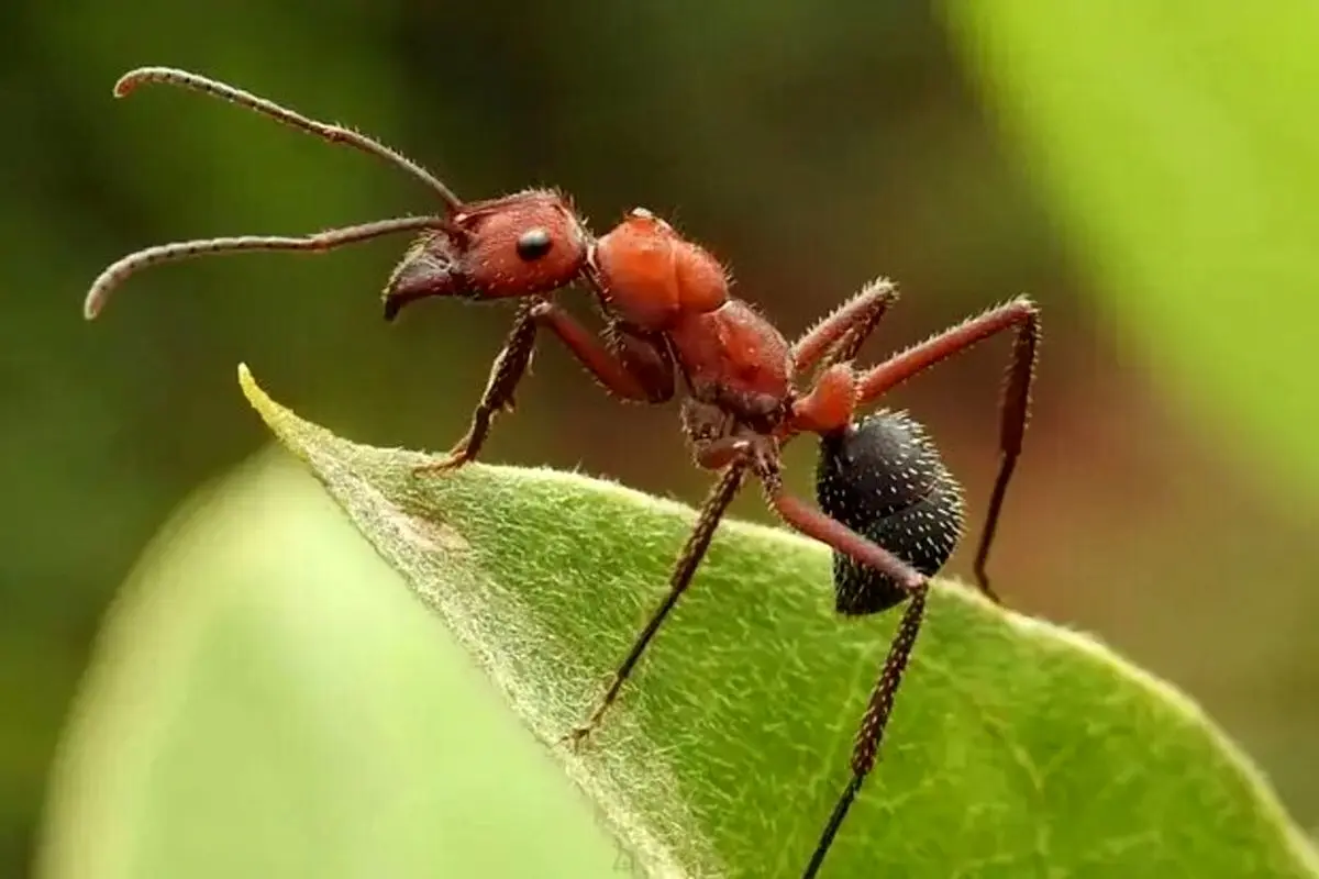 صورت یک حشره از نمایی بسیار نزدیک+ عکس