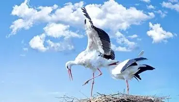بلای وحشتناکی که ماهی ها سر لک لک آورند+ فیلم