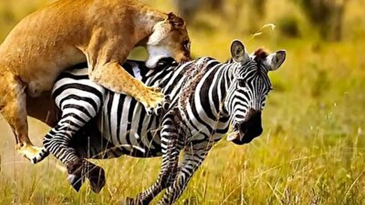شیر ماده ای که به راحتی آب خوردن شکار کرد+ فیلم