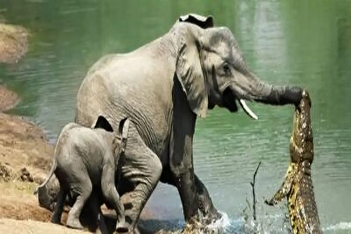 فیل، ایمپالا را آرواره های کروکدیل بیرون کشید!+ فیلم