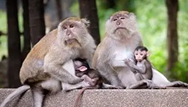ویدئویی پربازدید از زندگی لاکچری سه میمون!+ فیلم