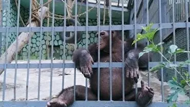 صحنه جالب درخواست میمون از گردشگر برای نشان دادن موبایلش+ فیلم