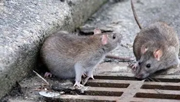 یک روش ساده برای از بین بردن موش های شهری!+ فیلم