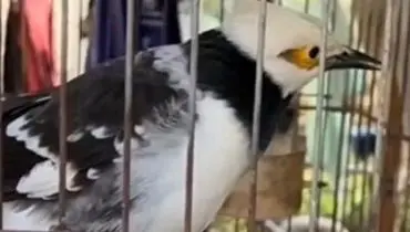 توانایی حیرت انگیز این پرنده در تقلید گریه نوزاد!+ فیلم