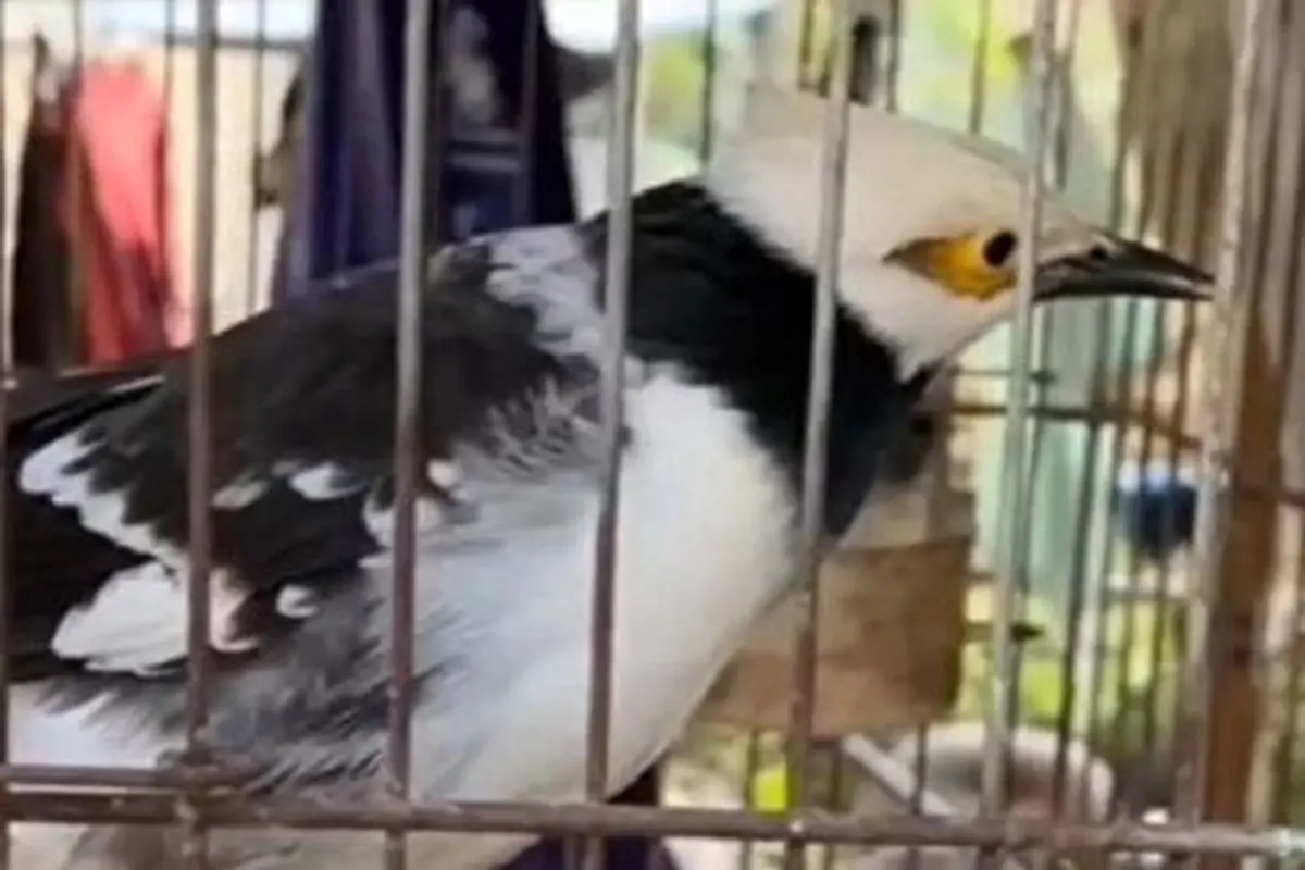 توانایی حیرت انگیز این پرنده در تقلید گریه نوزاد!+ فیلم