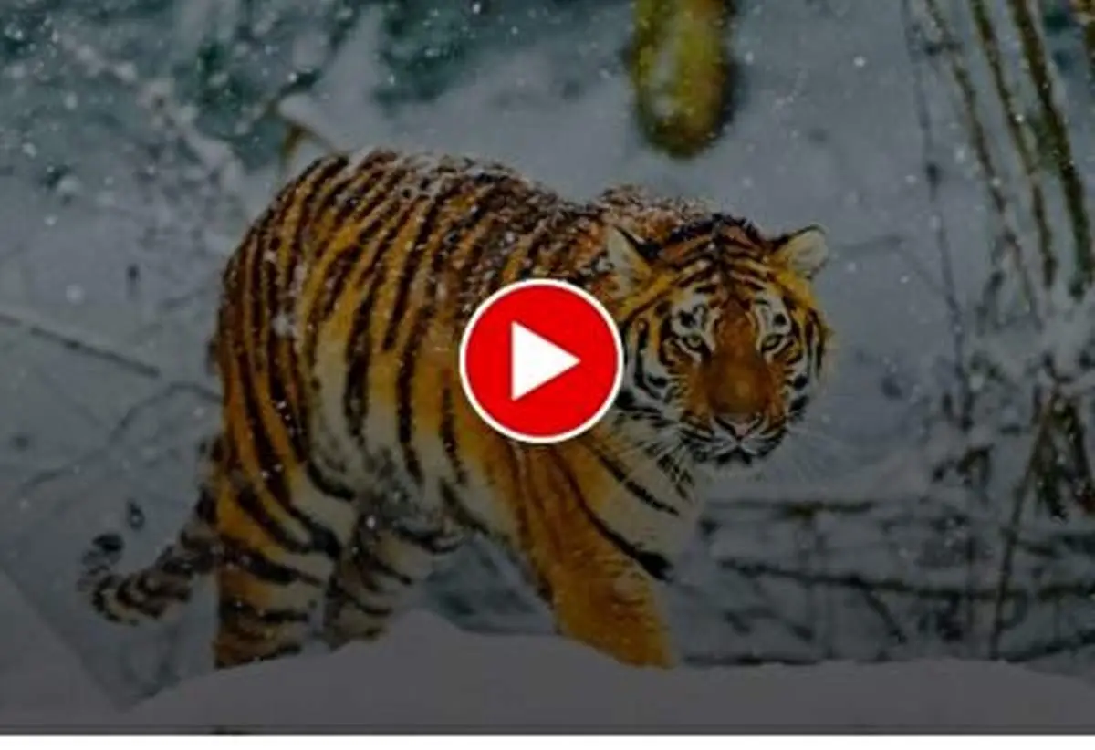 لحظه عجیب دوئل یک پسر بچه با ببر غول‌پیکر!+ فیلم