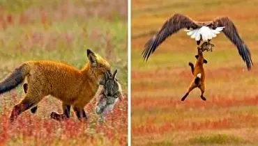 لحظه شکار شدن روباه توسط عقاب حین شکار خرگوش+ فیلم