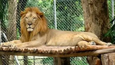 لحظه وحشتناک تیراندازی و بیرون آوردن سر کارگر از دهان شیر در باغ وحش مشهد!فیلم(16+)