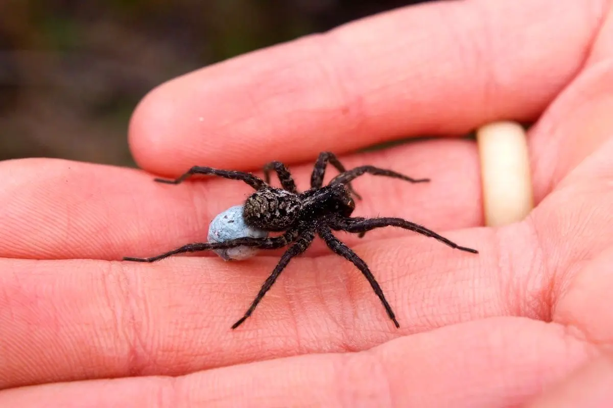کشف عجیب در مورد نیش مرگبار عنکبوت ها!