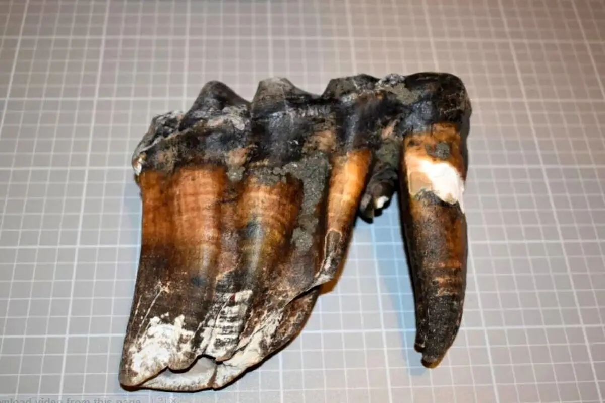 دندان های عجیب کشف شده در این ساحل متعلق به چه موجودی است؟+ عکس