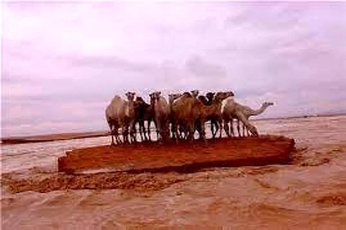 سیل در عربستان شترها را با خود برد!+ فیلم