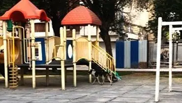 سرسره بازی سگ بازیگوش به روشی خنده دار+ فیلم