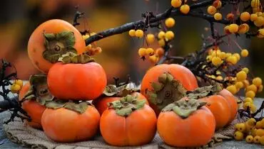 روش مصرف خرمالو در بیماران دیابتی + فیلم / تاثیر عجیب خرمالو در کاهش وزن