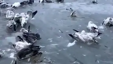 یخ زدن هزاران پرنده به دلیل کاهش دمای بی‎سابقه در چین+ فیلم