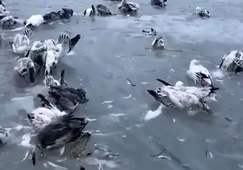 یخ زدن هزاران پرنده به دلیل کاهش دمای بی‎سابقه در چین+ فیلم