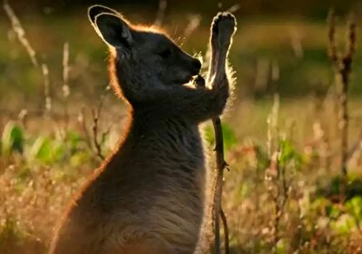 همبازی عجیب این کودک، یک بچه کانگورو است+ فیلم