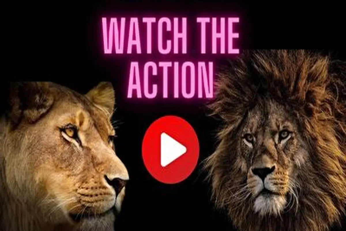 حمله برقآسای شیر نر به شیر ماده+ فیلم
