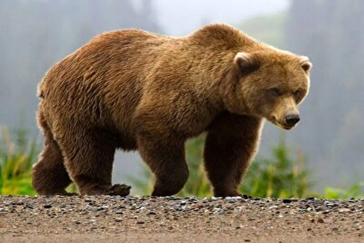 پیروزی دور از انتظار این خرس در شکار بچه گراز+فیلم