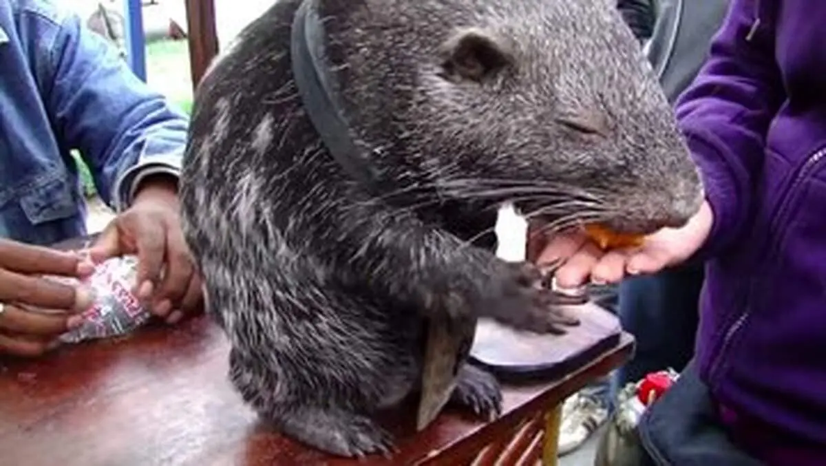 شکار موش غول پیکر توسط عکاسان+ عکس