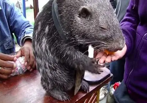 شکار موش توسط یک روباه در میدان هفت تیر تهران! +فیلم