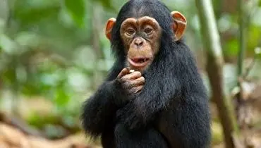 دستبرد میمون باهوش با سرعت باورنکردنی به موزهای این فروشنده+ فیلم