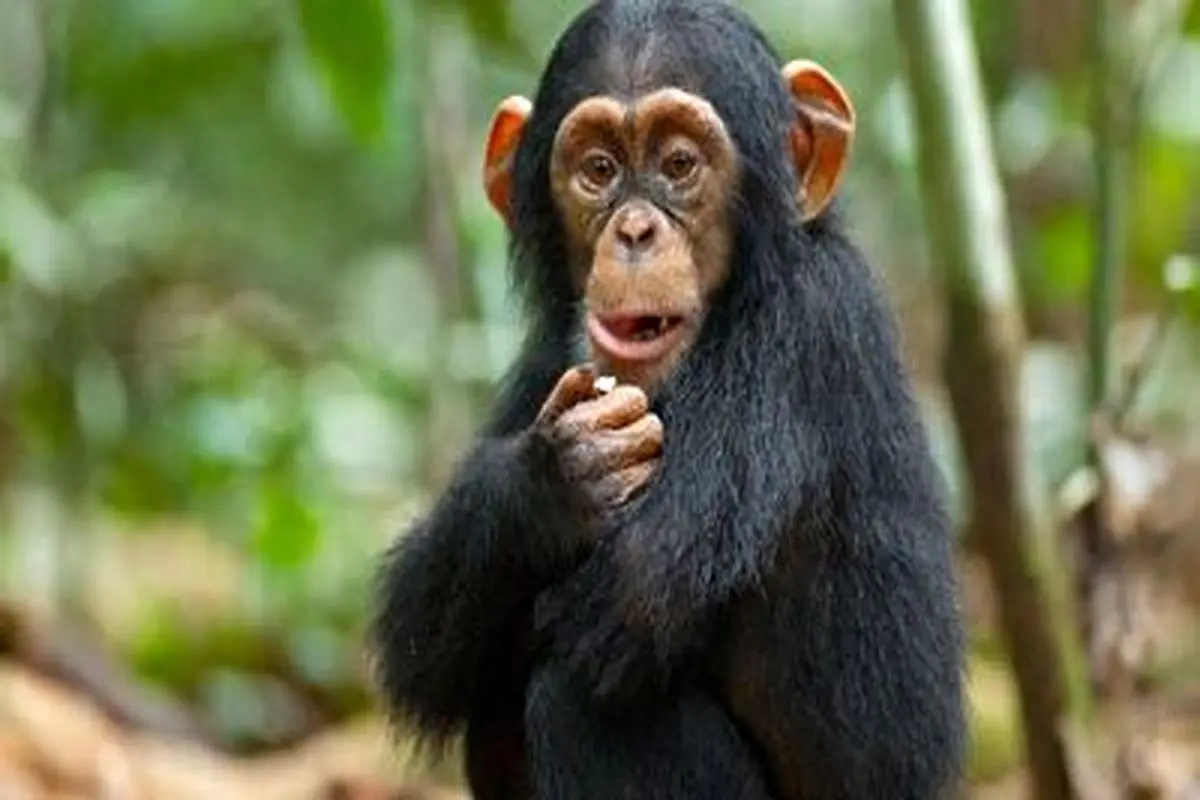 دستبرد میمون باهوش با سرعت باورنکردنی به موزهای این فروشنده+ فیلم