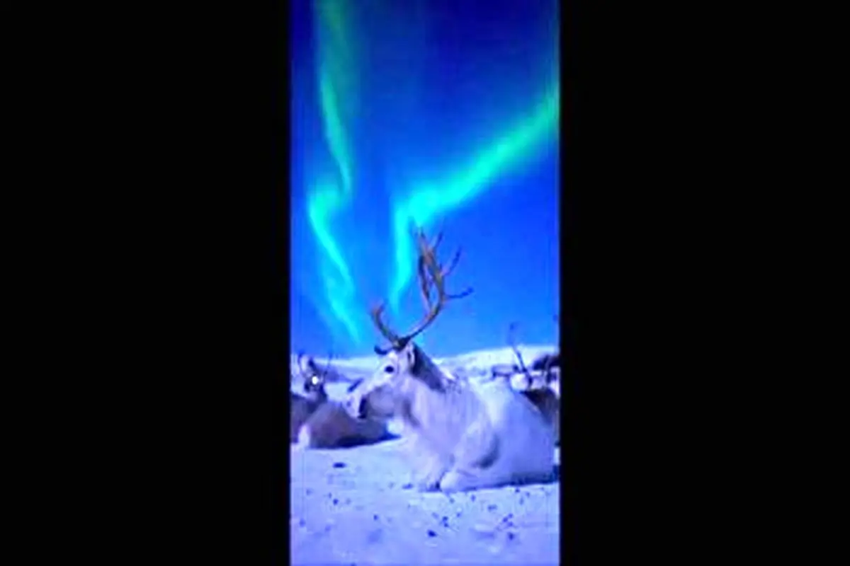 تصاویری سحرانگیز از درخشش گوزن ها زیر شفق قطبی+ فیلم