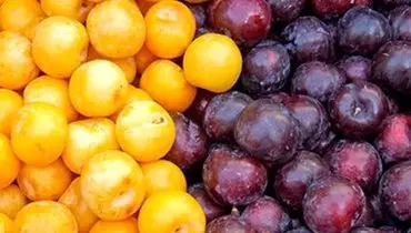 تقویت حافظه با خوردن این میوه ضد اضافه وزن