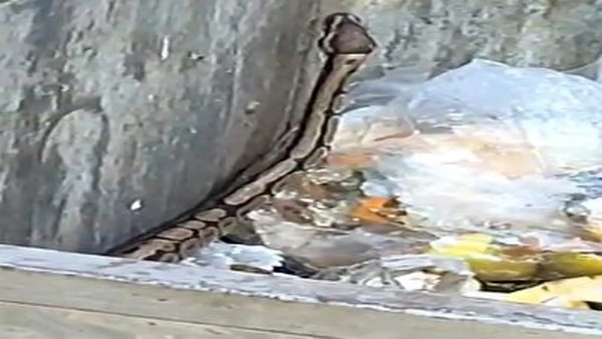 مار پیتون رهاشده آمل به پارک طبیعت چمستان نور منتقل شد+ فیلم