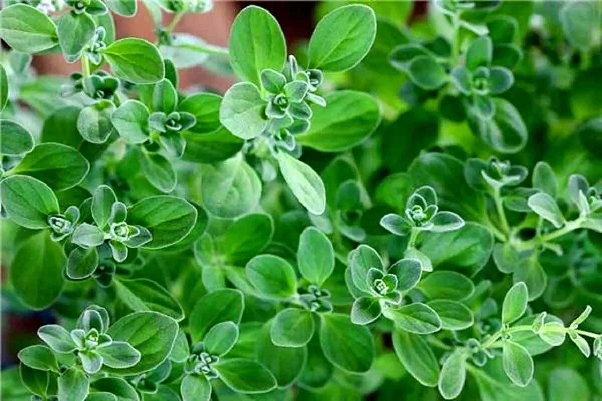 معجزه این گیاه در درمان آلزایمر