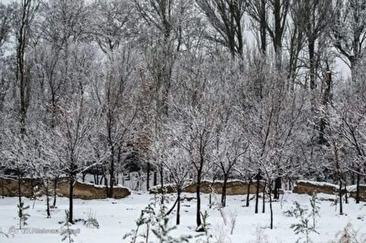 بارش اولین برف پاییزی در تبریز+ فیلم