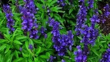 آشنایی با گیاه معجزه گر بر ای تقویت حافظه