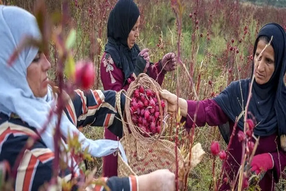 فصل برداشت چای ترش در شهرستان کارون