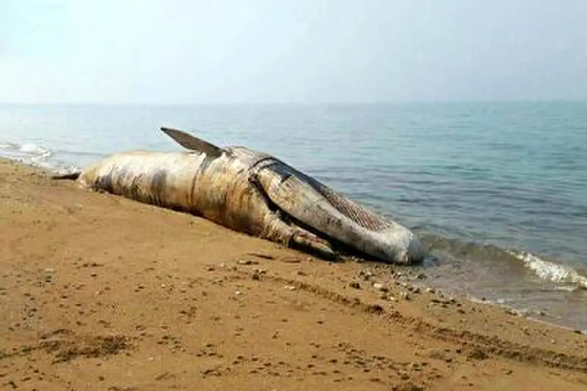 لاشه نهنگ ۱۰ متری در ساحل بندر عامری+ فیلم