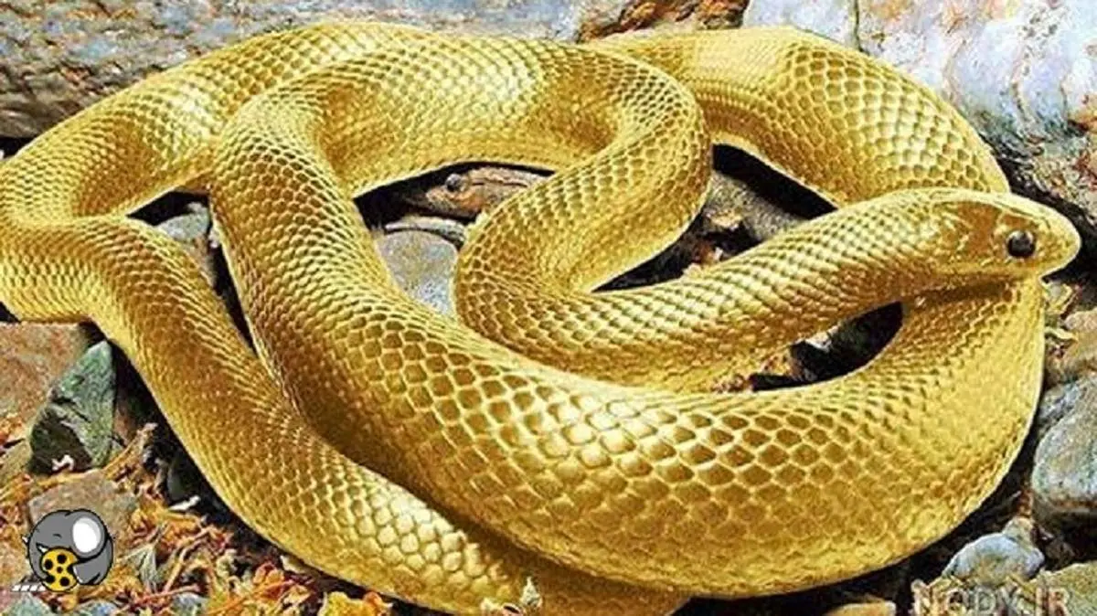 کشف یک گونه جدید مار در رودخانه ای در میانمار+ عکس