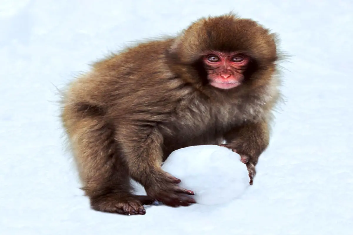 عکس:برف بازی یک میمون
