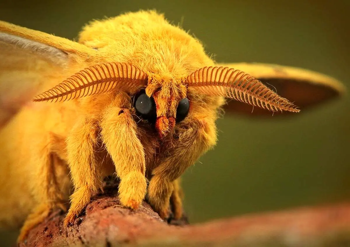 تصاویر ماکرو از حشرات؛ نگاهی دقیق به زیبایی‌های پنهان طبیعت+ فیلم