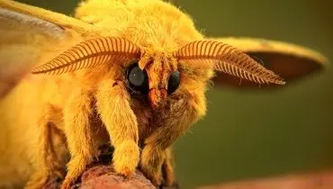 تصاویر ماکرو از حشرات؛ نگاهی دقیق به زیبایی‌های پنهان طبیعت+ فیلم