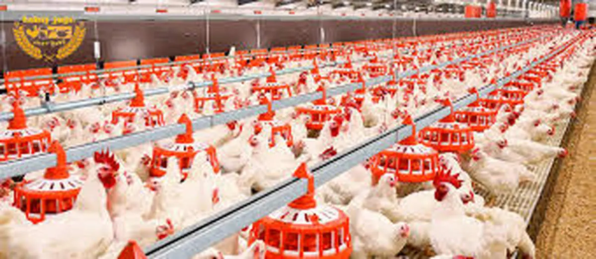 مرغ در خطر گرانی دوباره؛ تولیدکنندگان از پایان نهاده‌ها خبر دادند