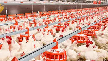 مرغ در خطر گرانی دوباره؛ تولیدکنندگان از پایان نهاده‌ها خبر دادند