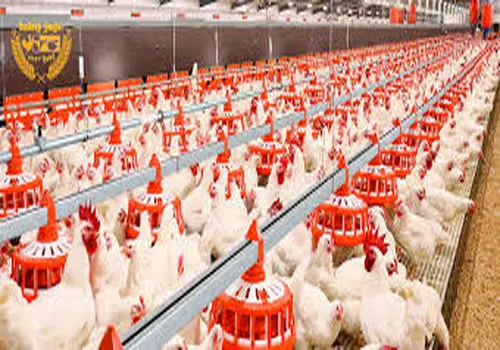 مرغ در خطر گرانی دوباره؛ تولیدکنندگان از پایان نهاده‌ها خبر دادند