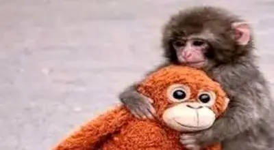 میمون یتیم بالاخره مادر پیدا کرد/ویدیو 