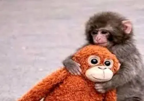 میمون یتیم بالاخره مادر پیدا کرد/ویدیو 